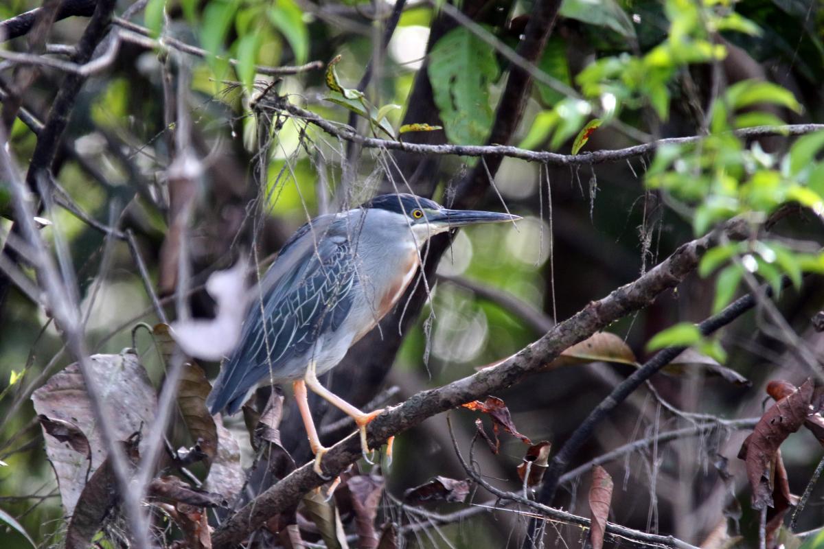 Striated heron (Butorides striata)