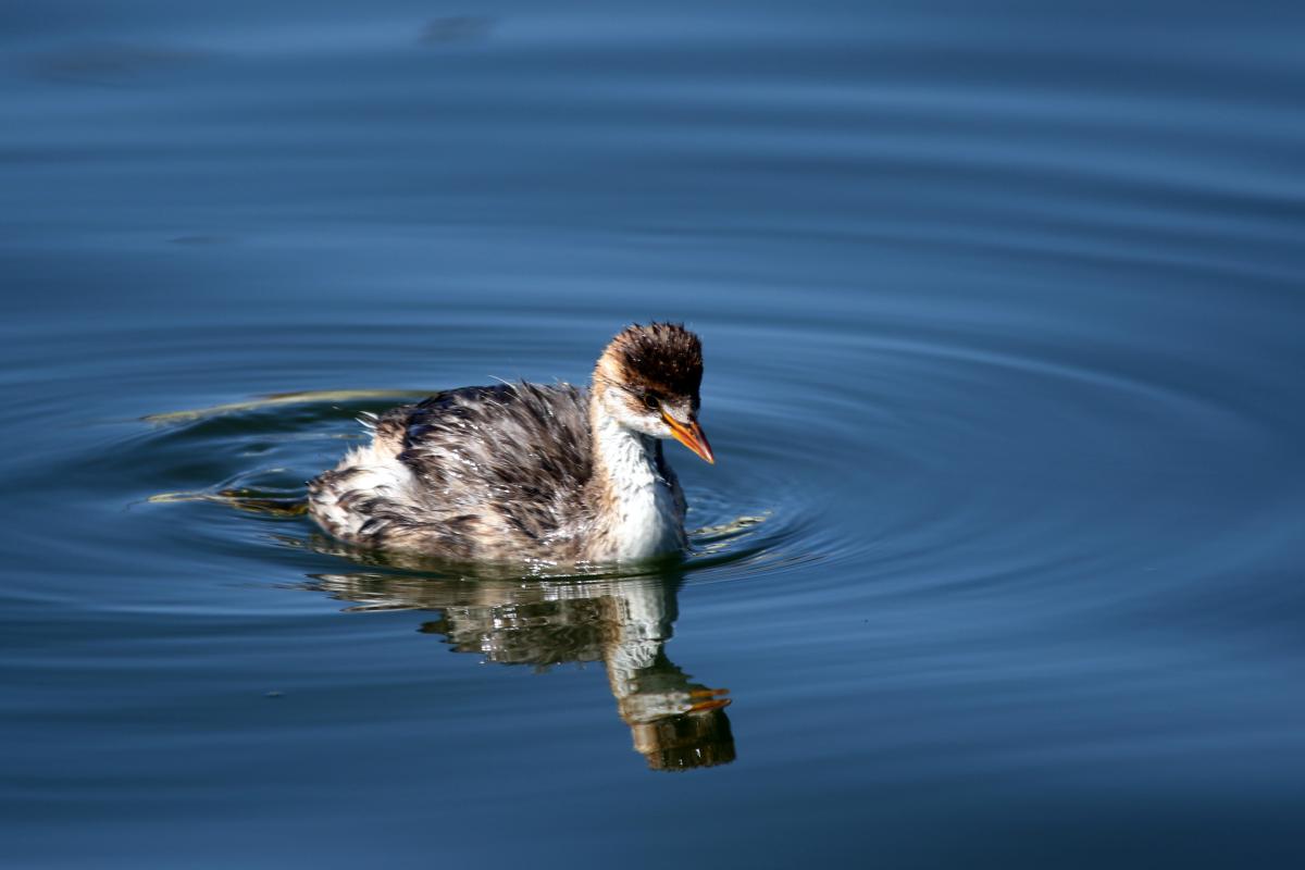 Titicaca grebe (Rollandia microptera)