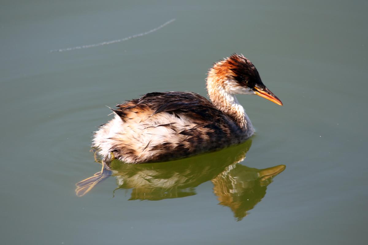 Titicaca grebe (Rollandia microptera)