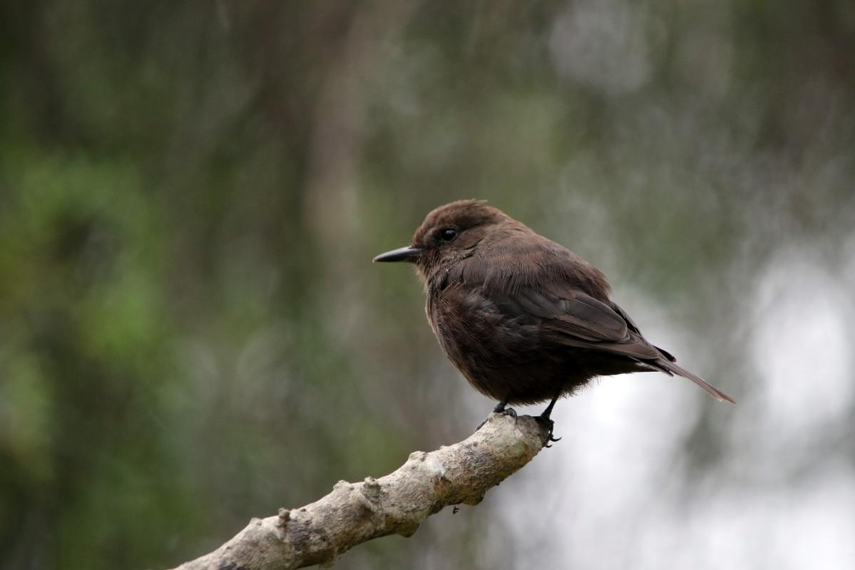 Vermilion flycatcher (Pyrocephalus rubinus)