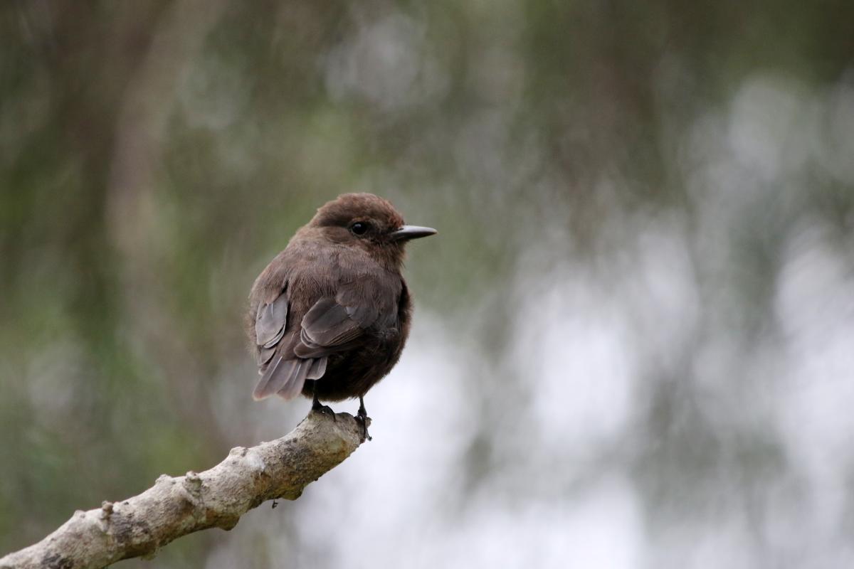 Vermilion flycatcher (Pyrocephalus rubinus)