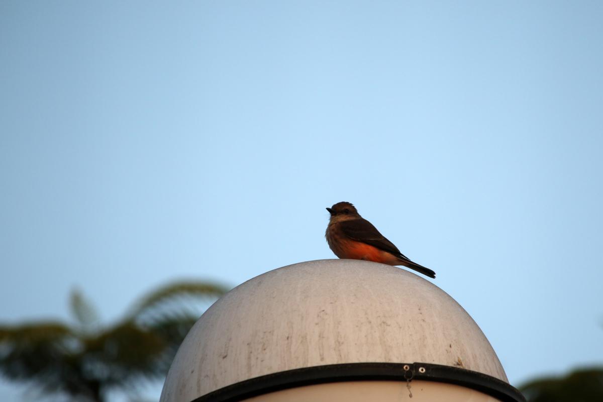 Vermilion flycatcher (Pyrocephalus rubinus)