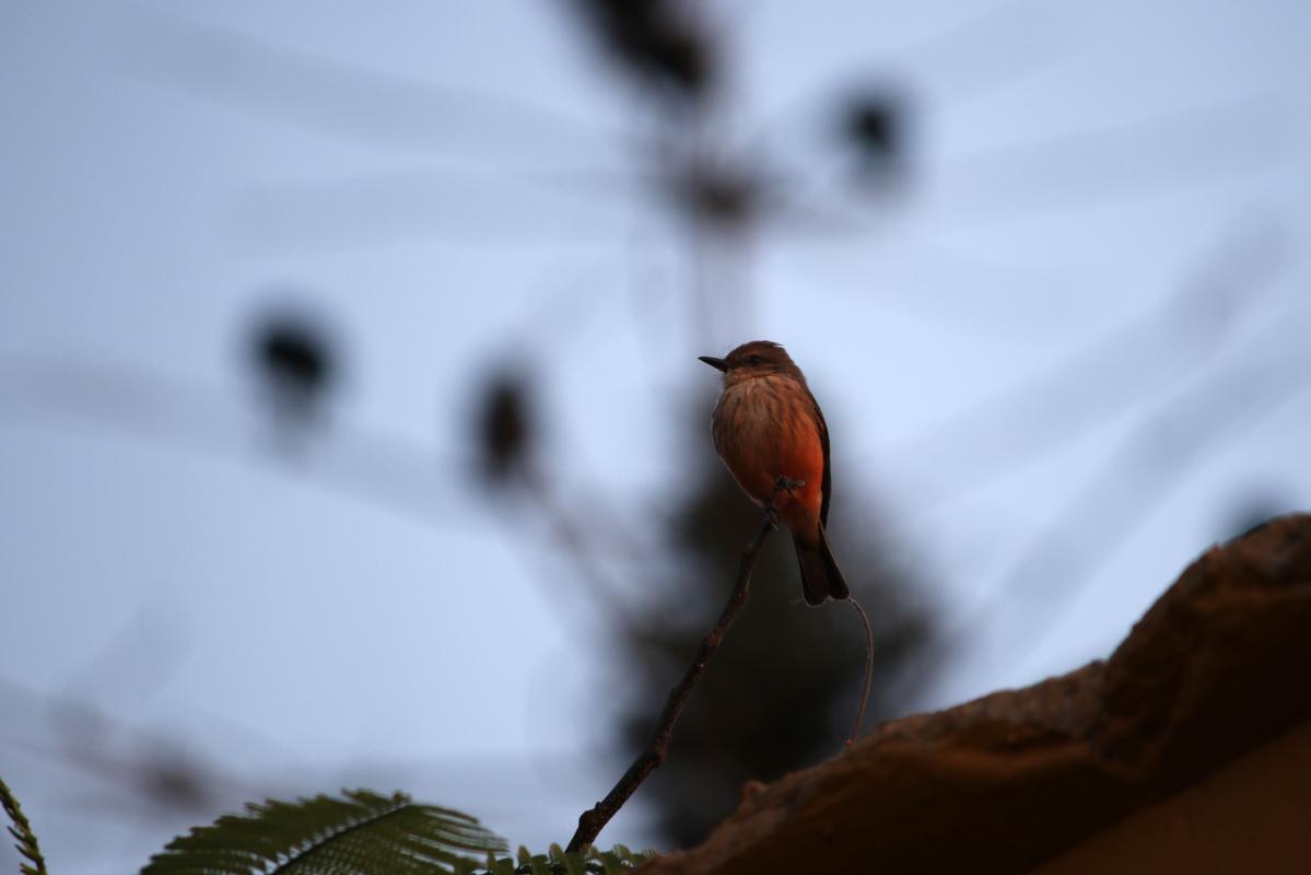Vermilion flycatcher (Pyrocephalus rubinus)