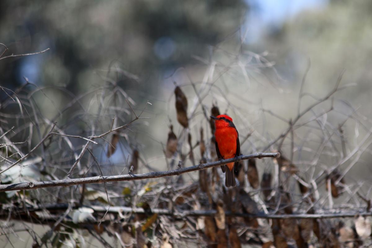 Vermilion flycatcher (Pyrocephalus rubinus)