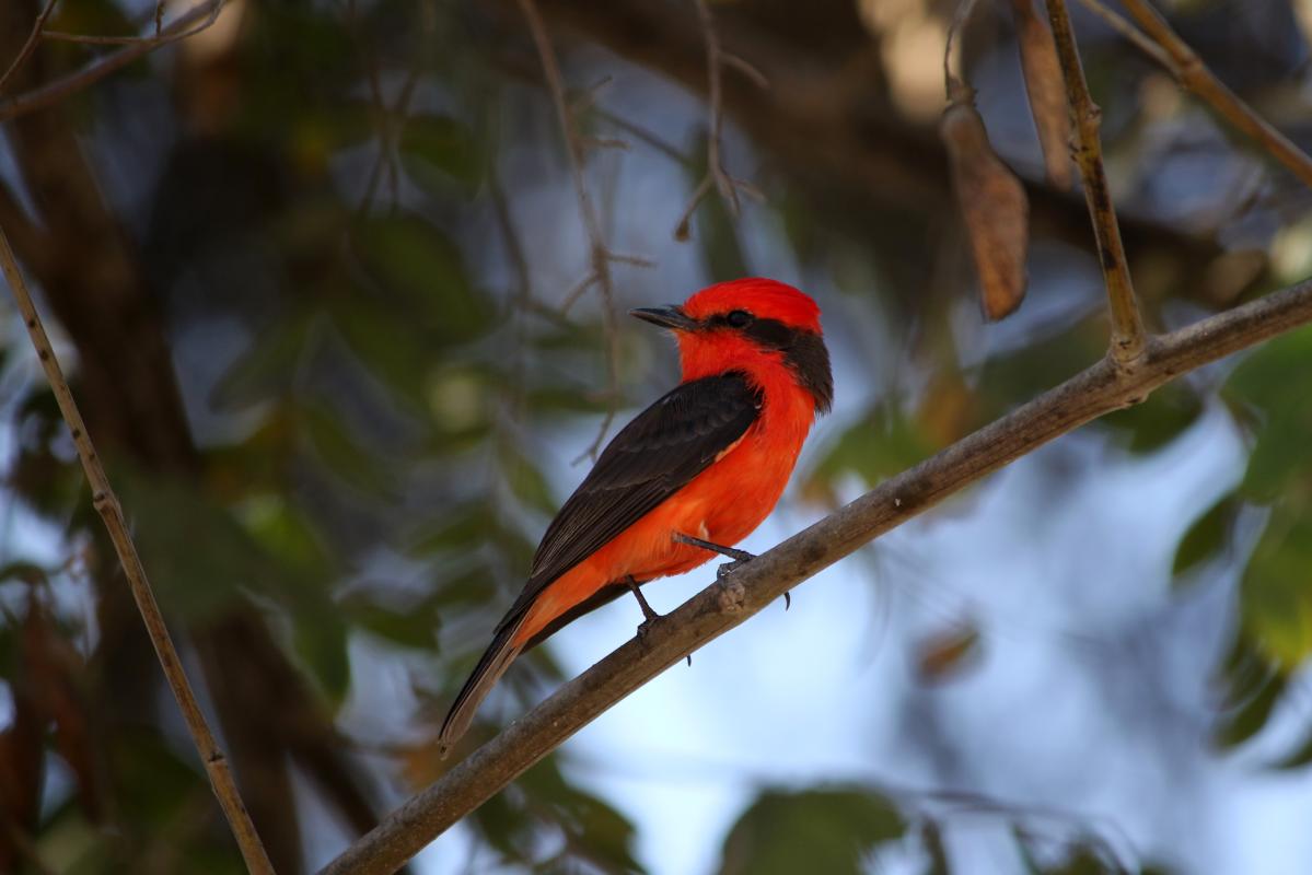 Vermilion flycatcher (Pyrocephalus rubinus)
