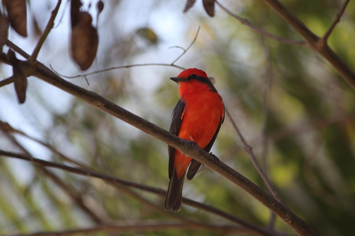 Vermilion flycatcher (Pyrocephalus rubinus)