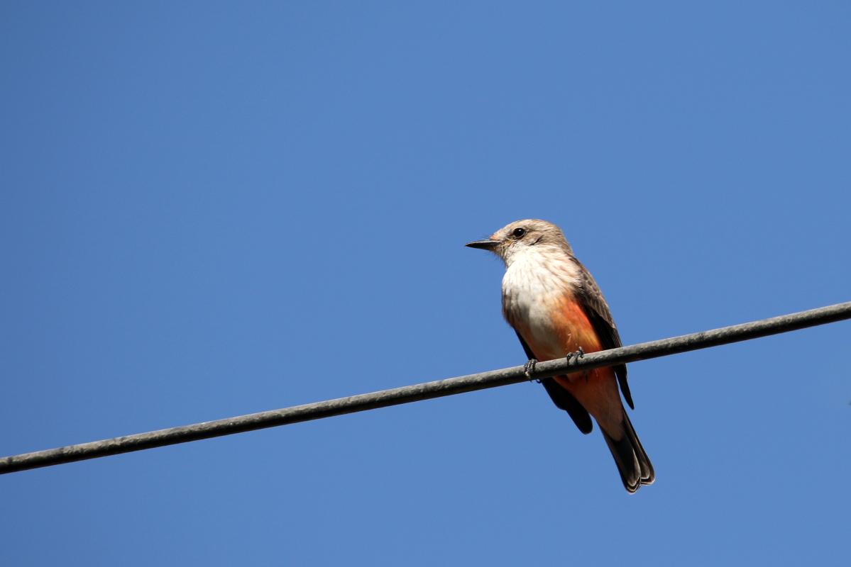 Vermilion flycatcher (Pyrocephalus rubinus)