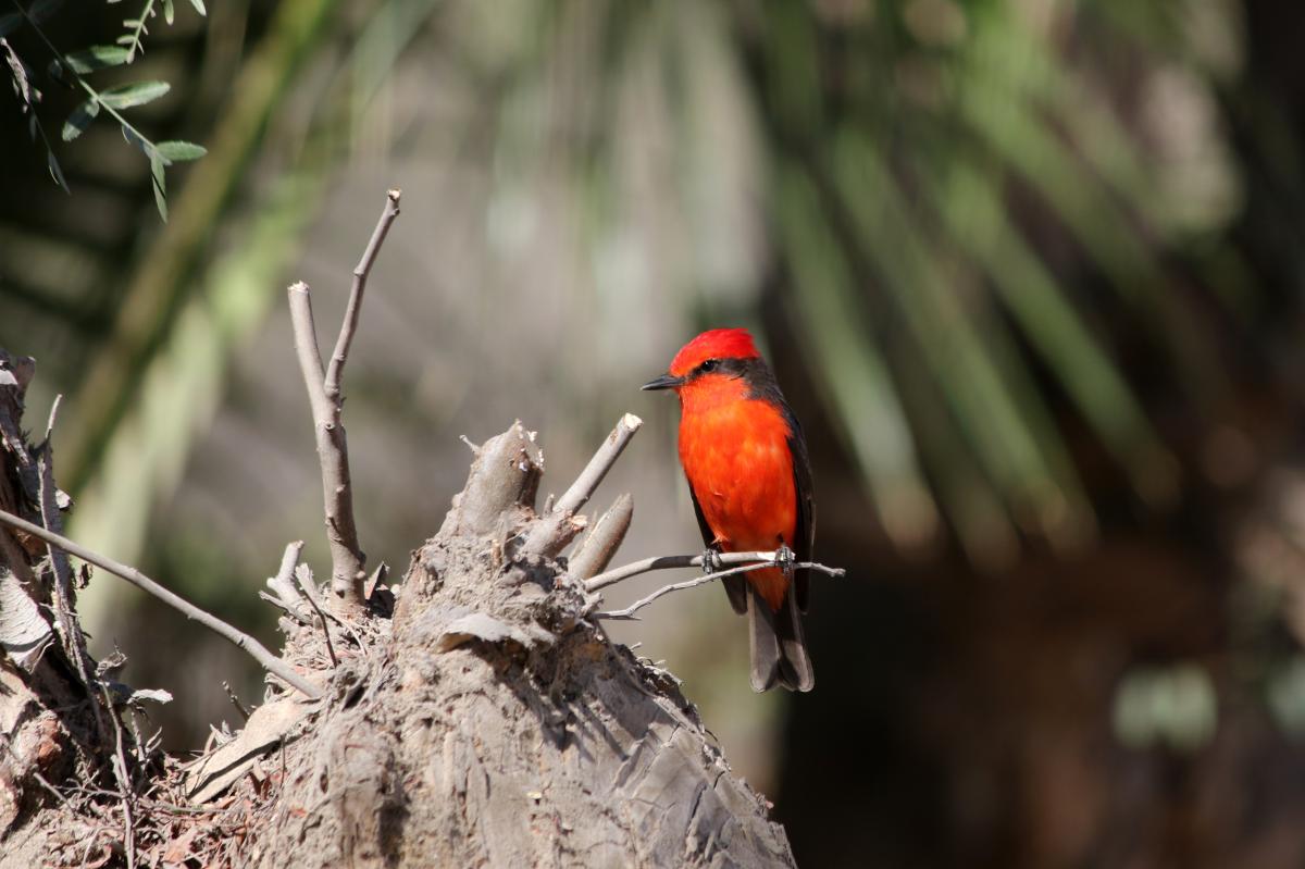 Vermilion flycatcher (Pyrocephalus rubinus)