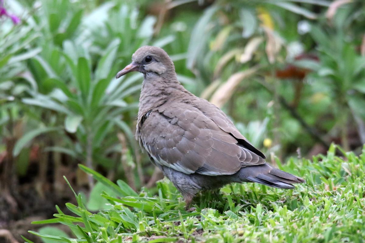 West Peruvian dove (Zenaida meloda)