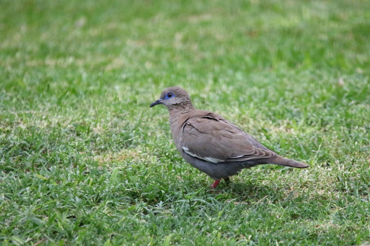 West Peruvian dove (Zenaida meloda)