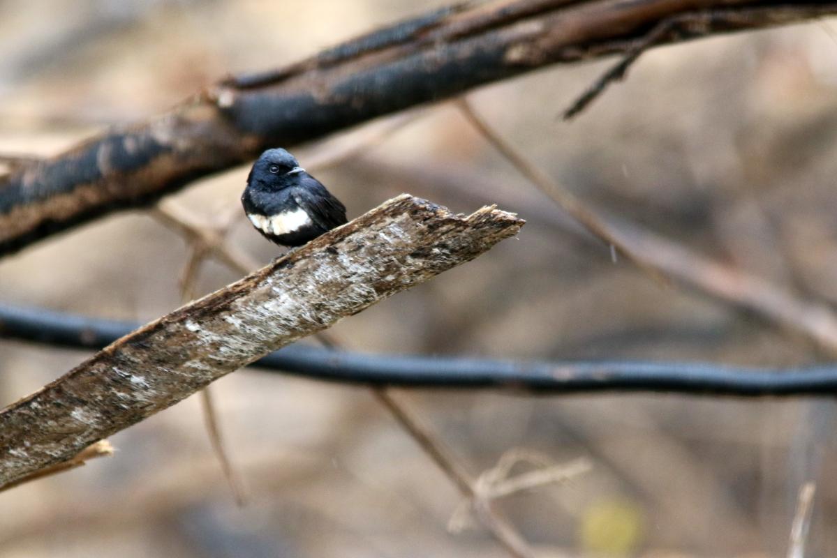 White-banded swallow (Atticora fasciata)