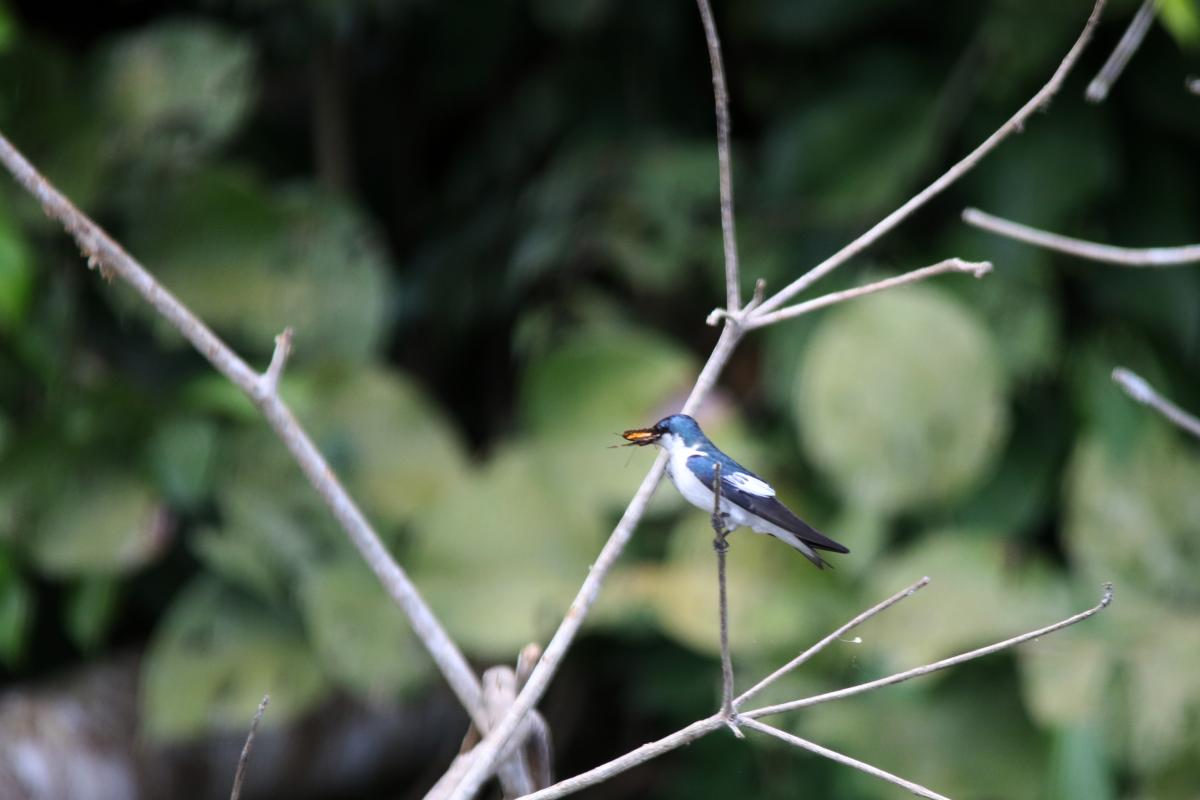 White-winged swallow (Tachycineta albiventer)