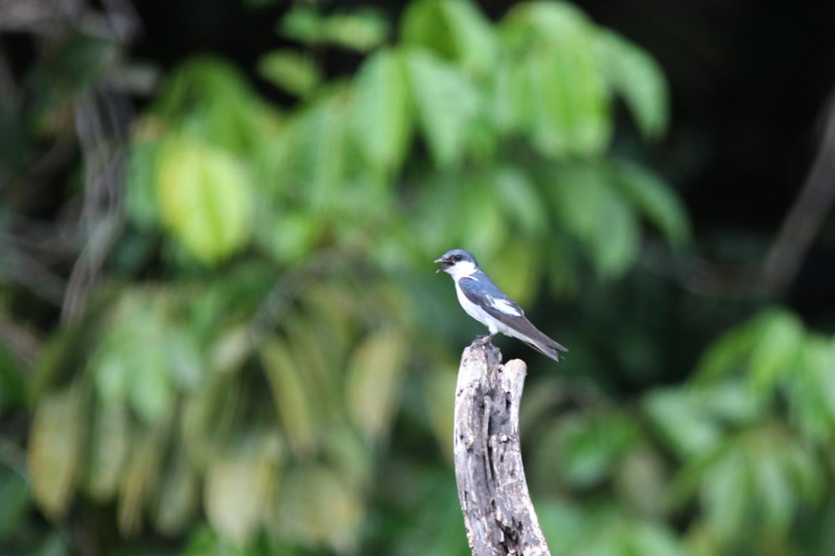 White-winged swallow (Tachycineta albiventer)