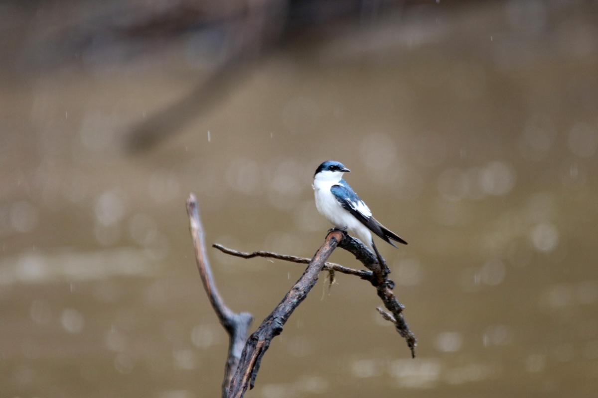 White-winged swallow (Tachycineta albiventer)