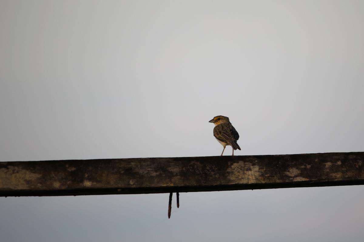 Yellow-browed sparrow (Ammodramus aurifrons)