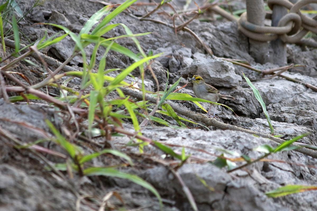 Yellow-browed sparrow (Ammodramus aurifrons)