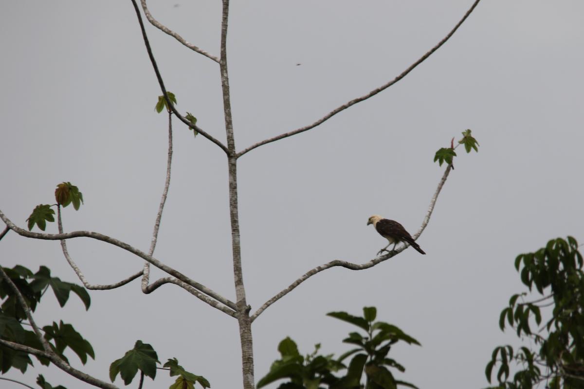 Yellow-headed caracara (Milvago chimachima)