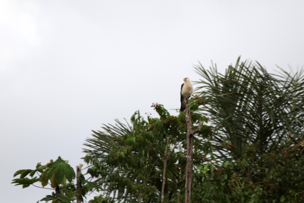 Yellow-headed caracara (Milvago chimachima)