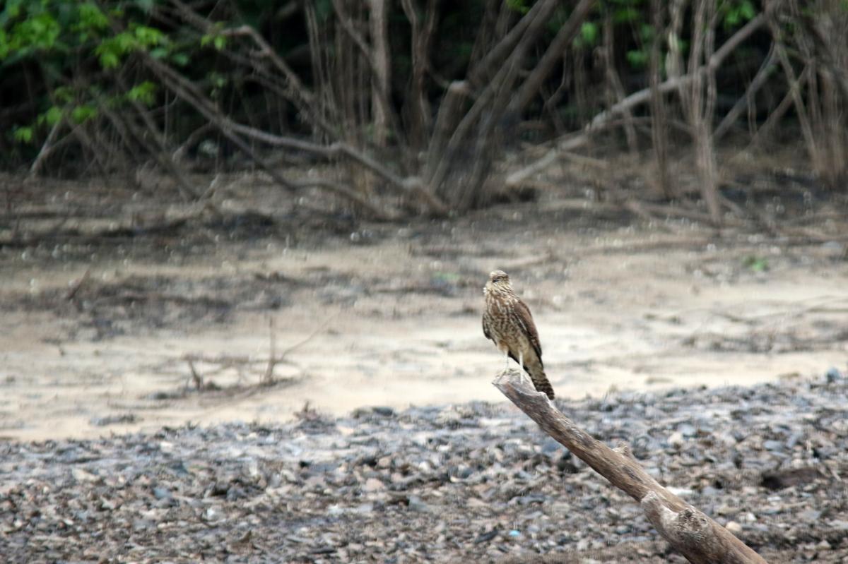 Yellow-headed caracara (Milvago chimachima)