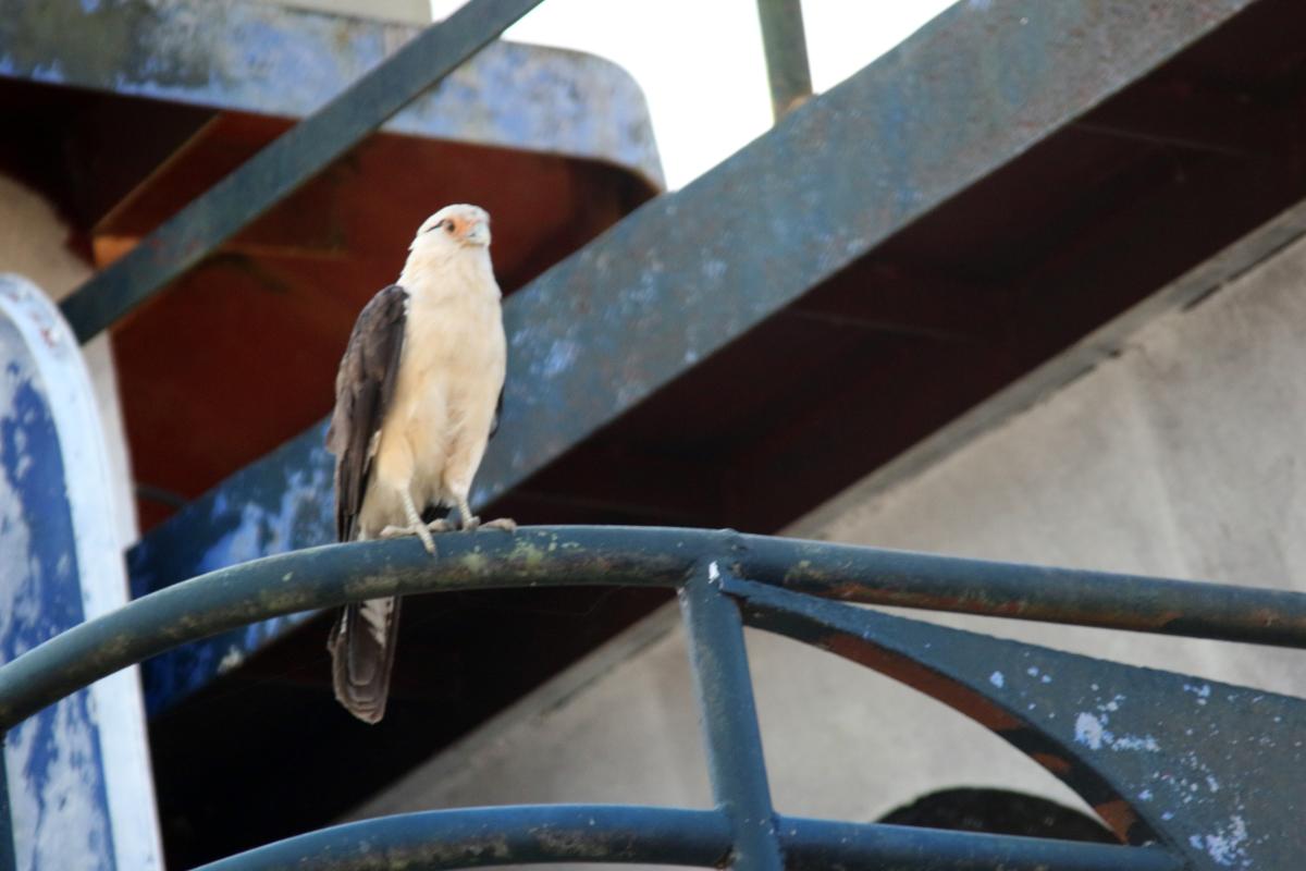 Yellow-headed caracara (Milvago chimachima)