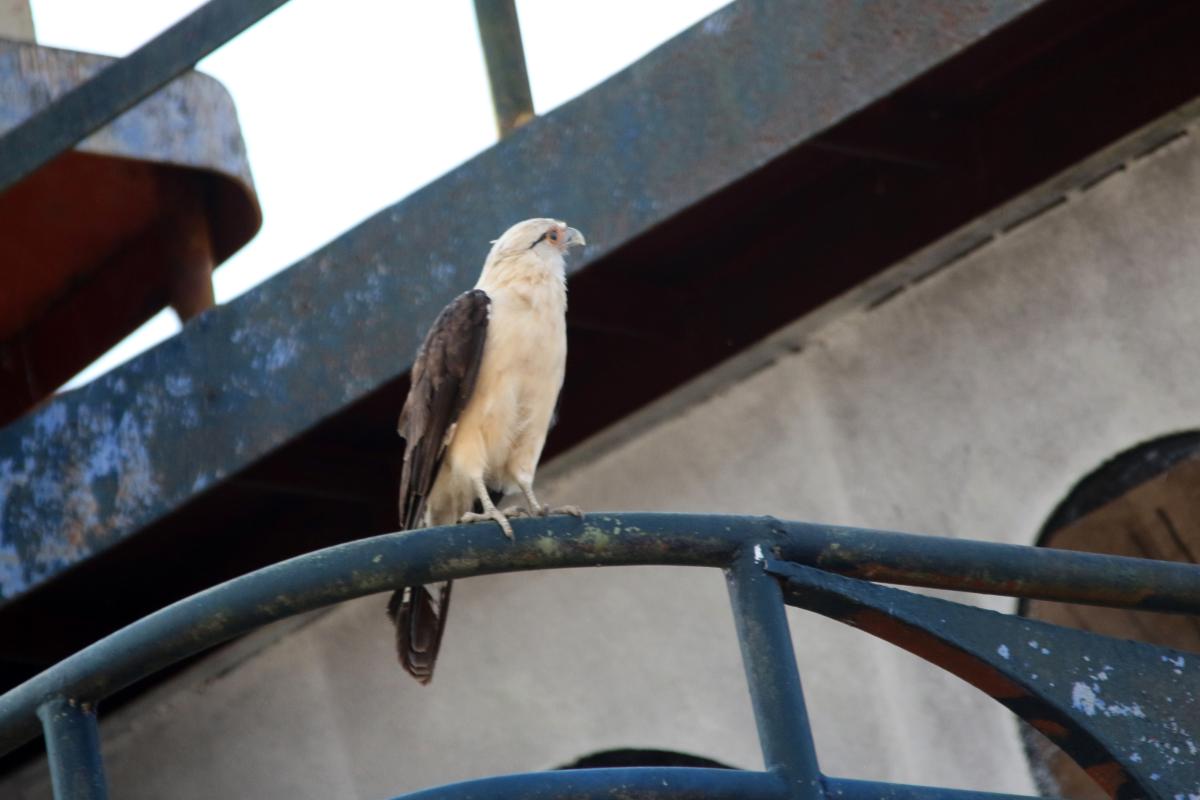 Yellow-headed caracara (Milvago chimachima)