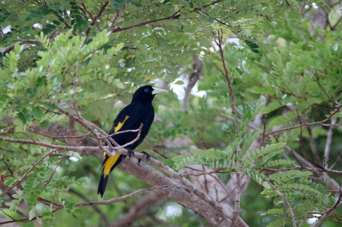 Yellow-rumped cacique (Cacicus cela)