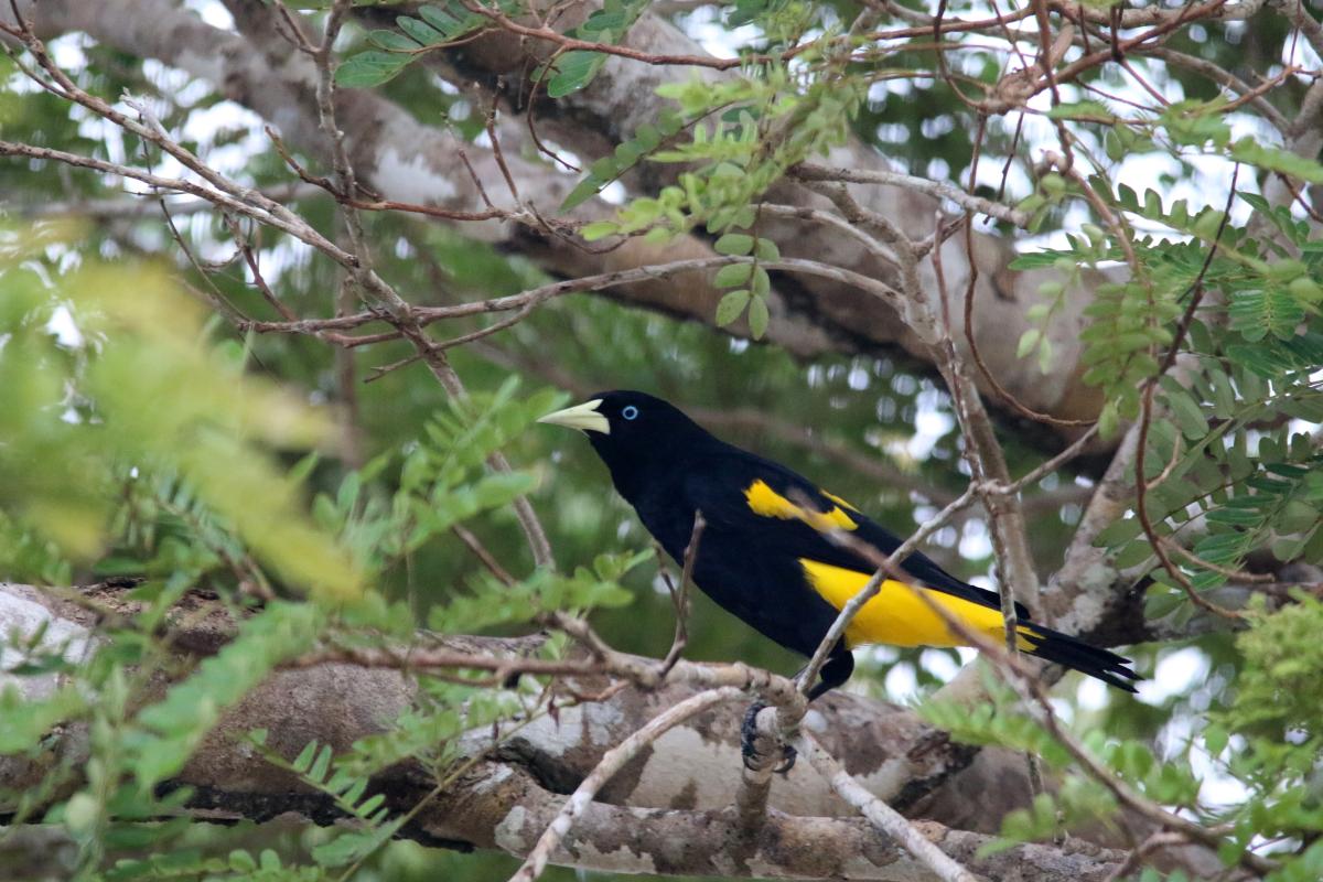 Yellow-rumped cacique (Cacicus cela)