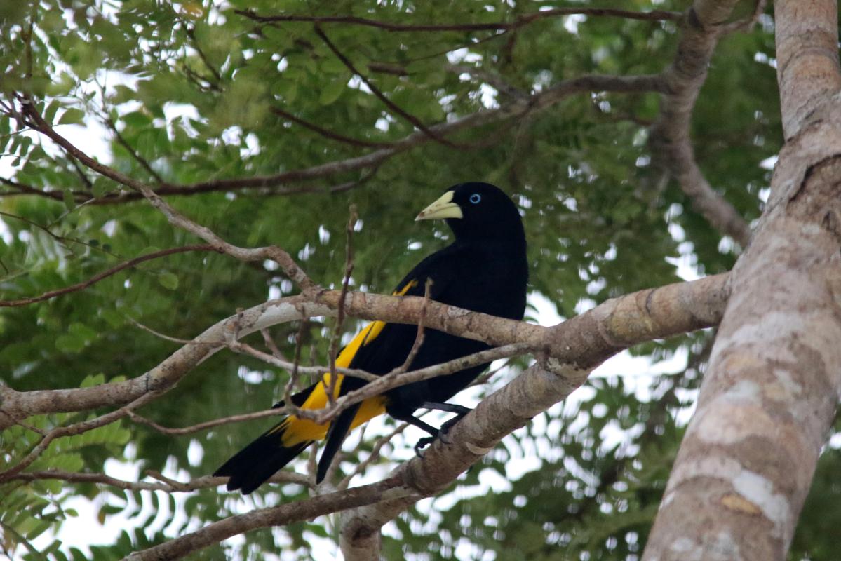 Yellow-rumped cacique (Cacicus cela)