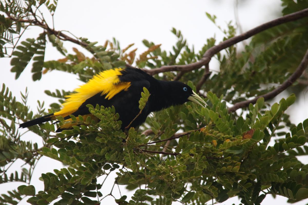 Yellow-rumped cacique (Cacicus cela)