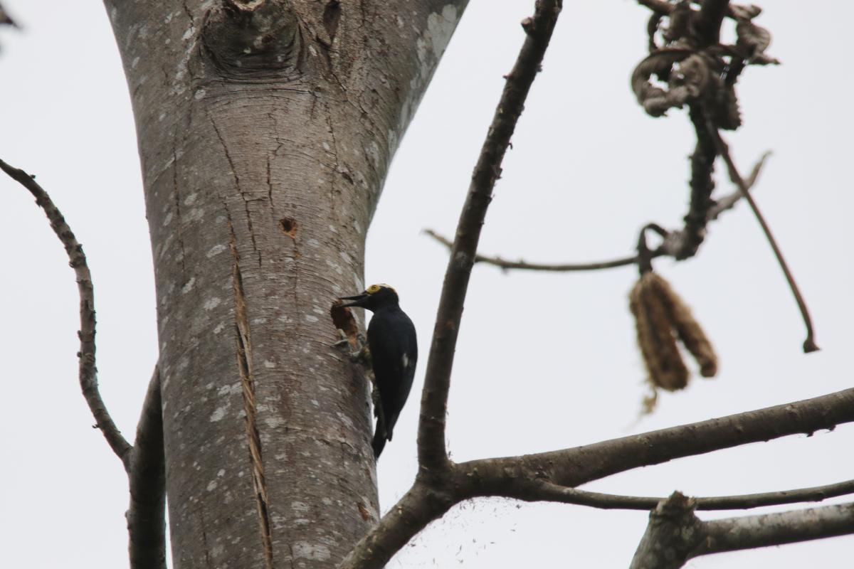 Yellow-tufted woodpecker (Melanerpes cruentatus)