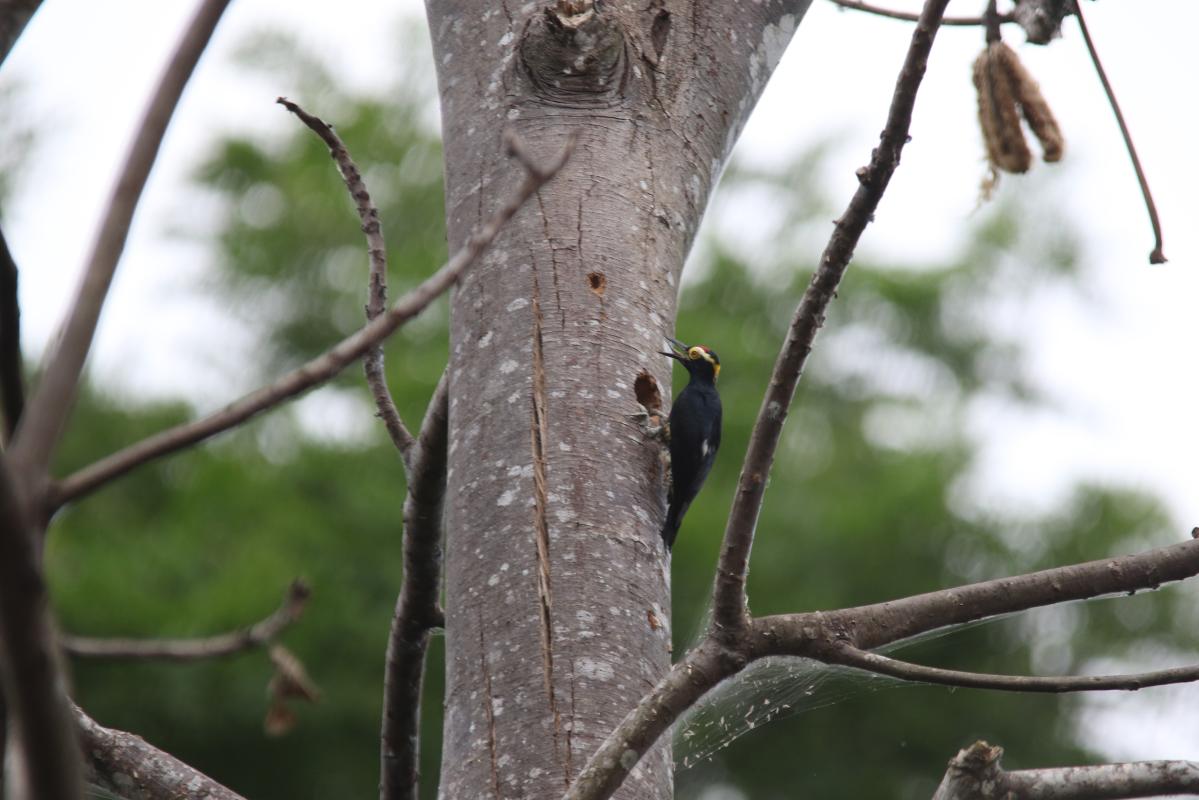 Yellow-tufted woodpecker (Melanerpes cruentatus)