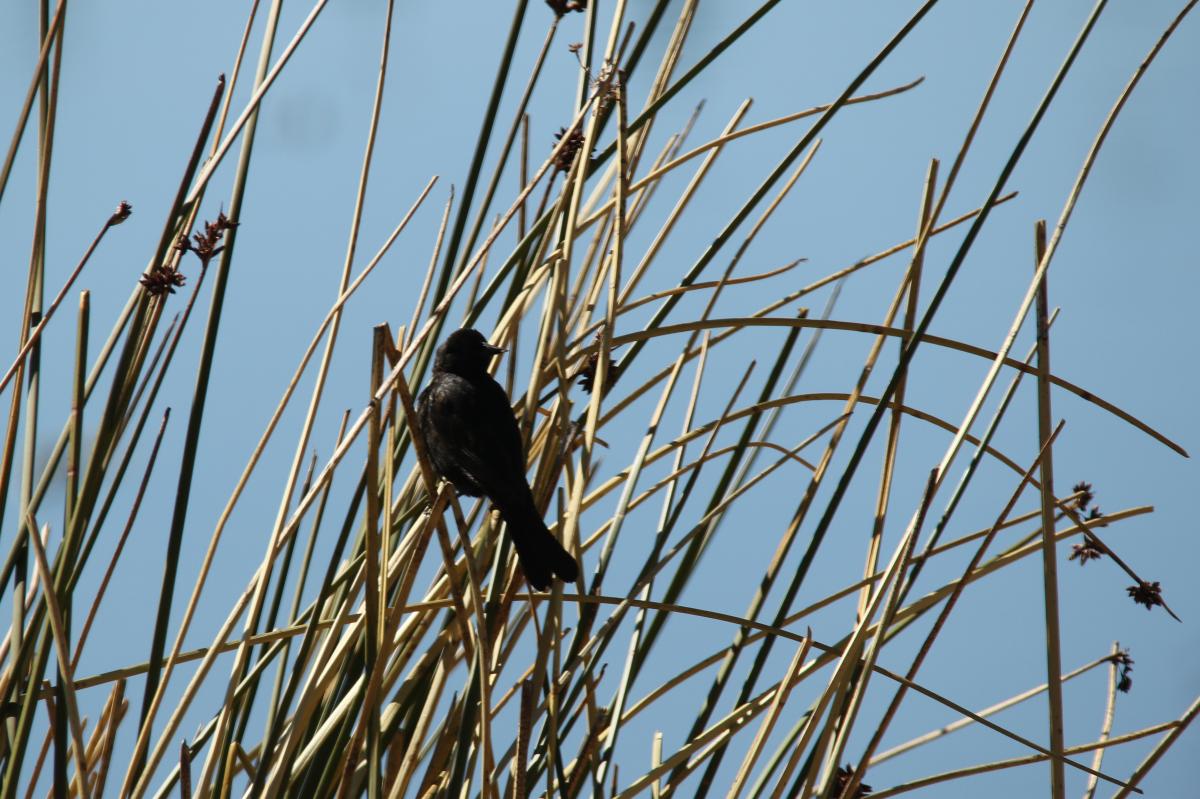 Yellow-winged blackbird (Agelasticus thilius)