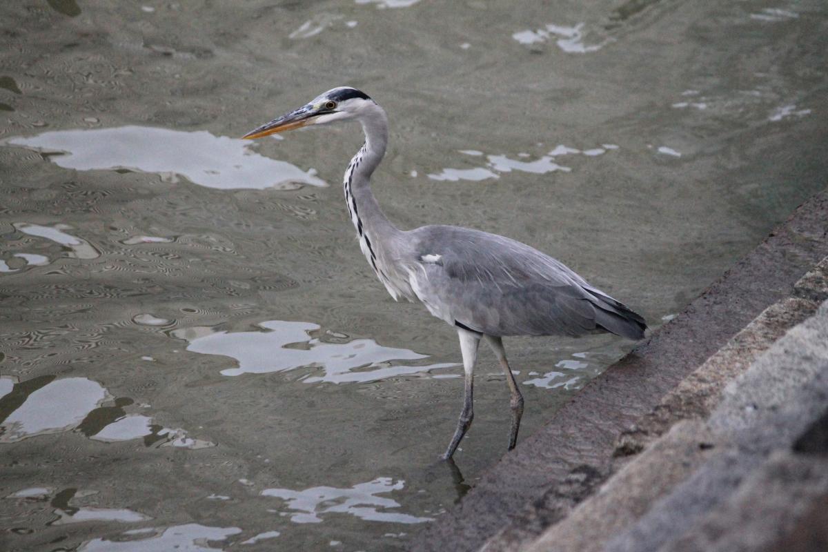 Grey heron (Ardea cinerea)