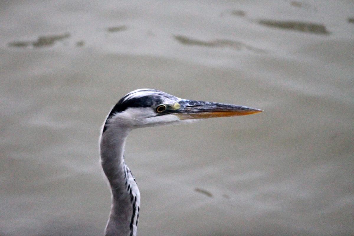 Grey heron (Ardea cinerea)