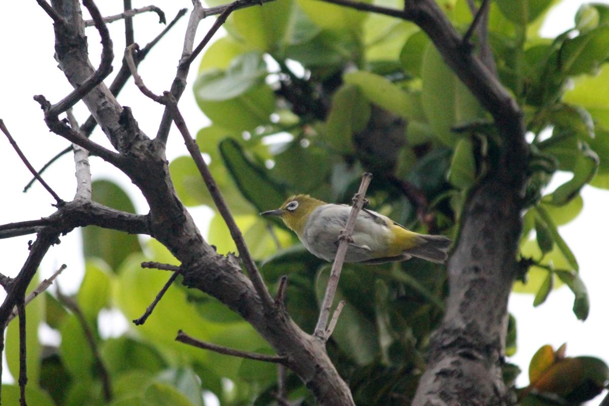 Oriental White-eye (Zosterops palpebrosus)