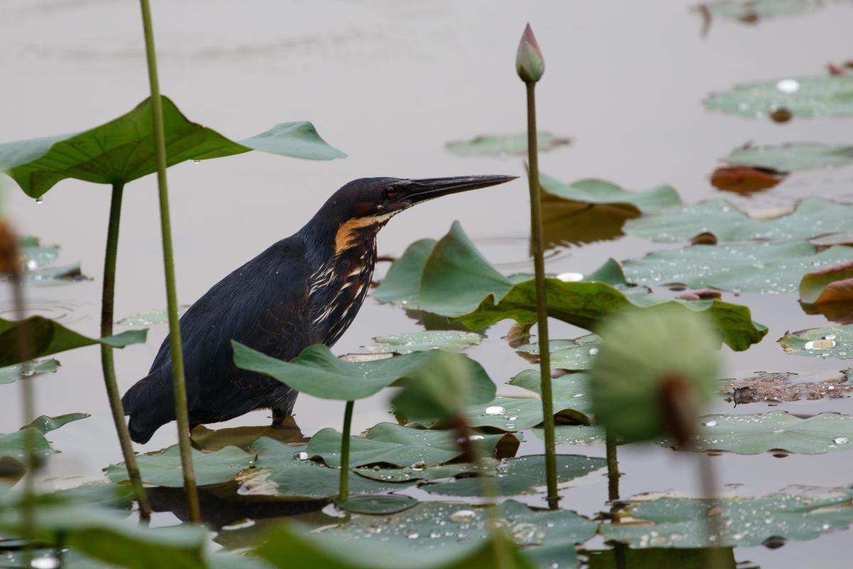 Black bittern (Ixobrychus flavicollis)