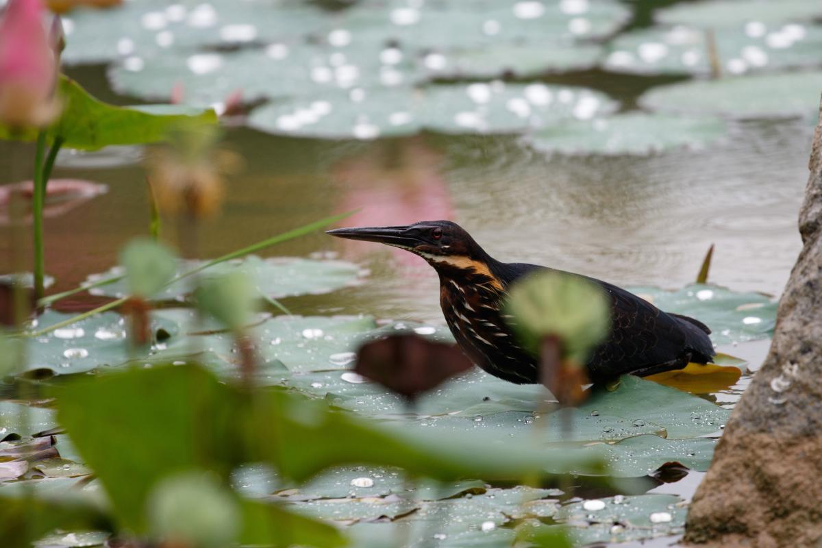 Black bittern (Ixobrychus flavicollis)