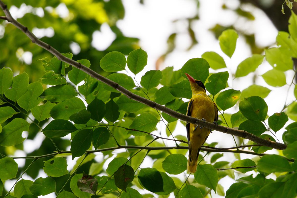 Black-naped oriole (Oriolus chinensis)