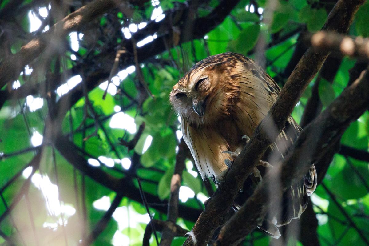 Buffy fish owl (Bubo ketupu)