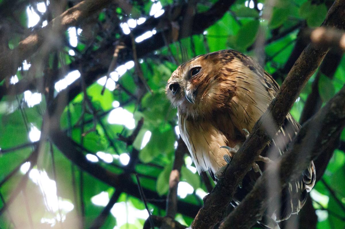 Buffy fish owl (Bubo ketupu)