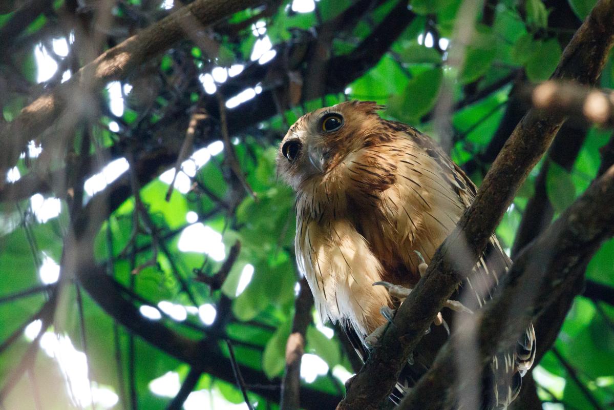 Buffy fish owl (Bubo ketupu)