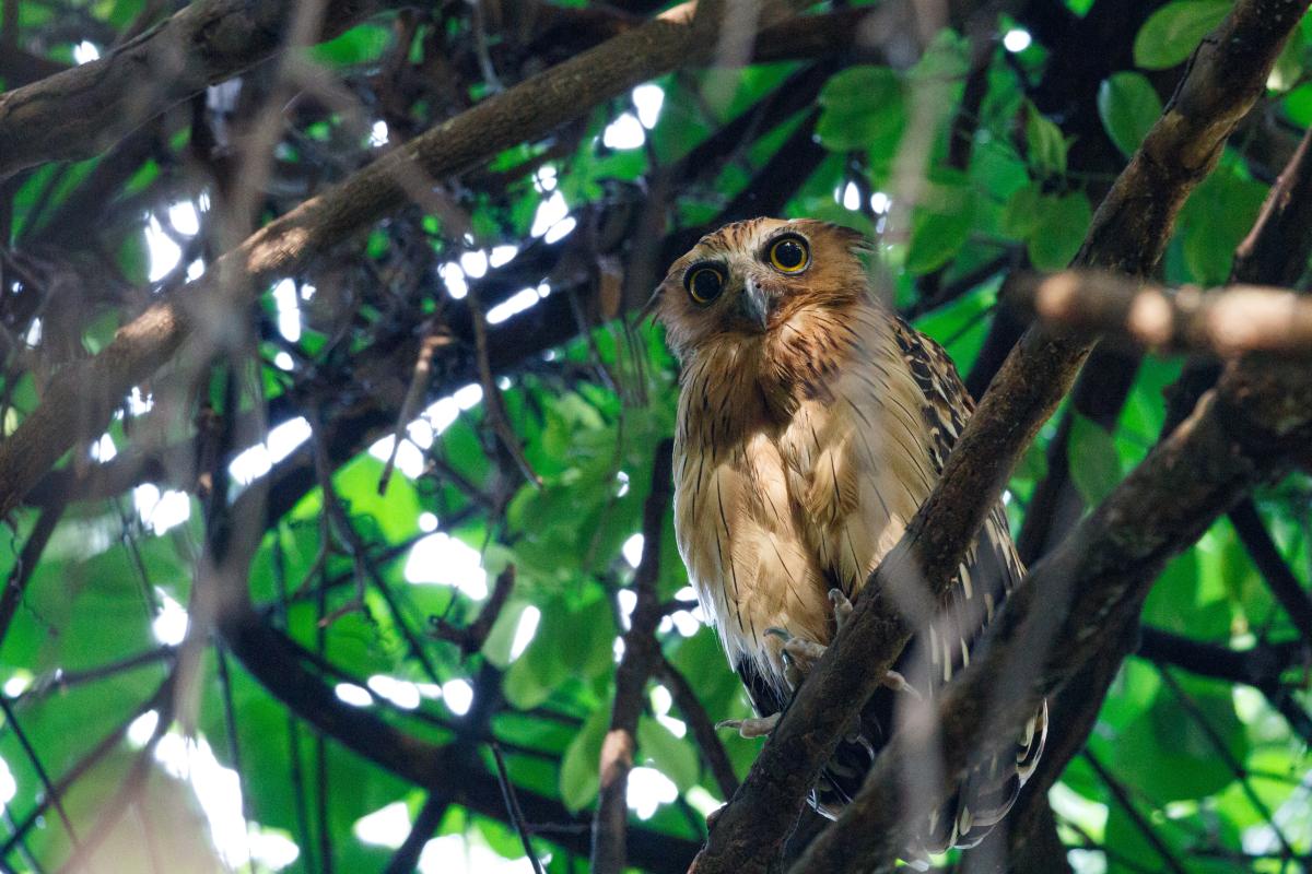 Buffy fish owl (Bubo ketupu)