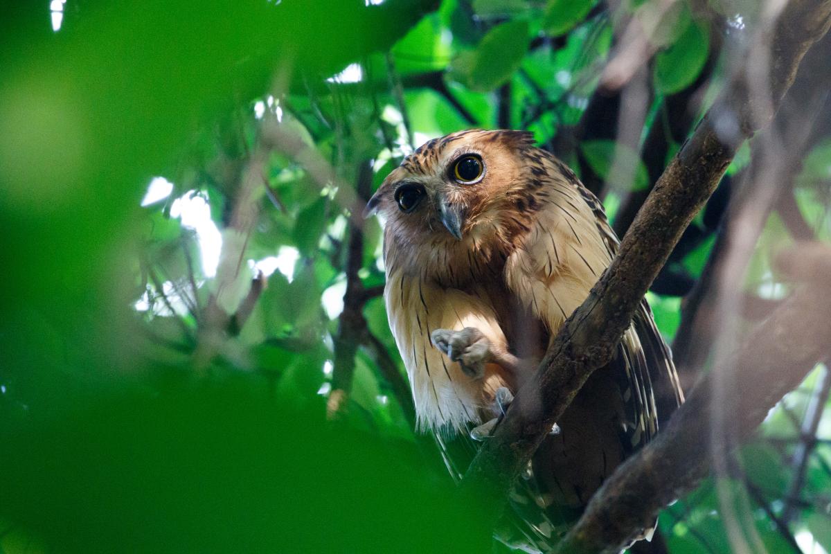 Buffy fish owl (Bubo ketupu)