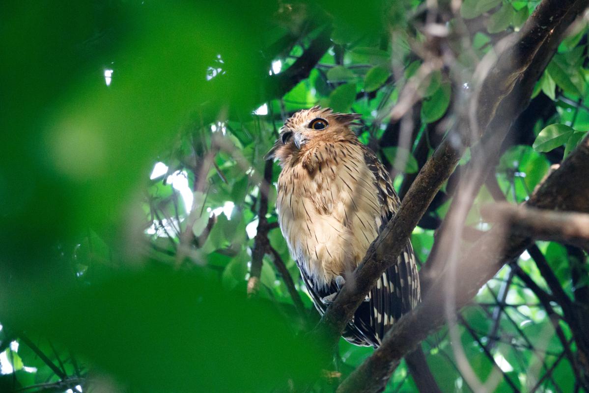 Buffy fish owl (Bubo ketupu)