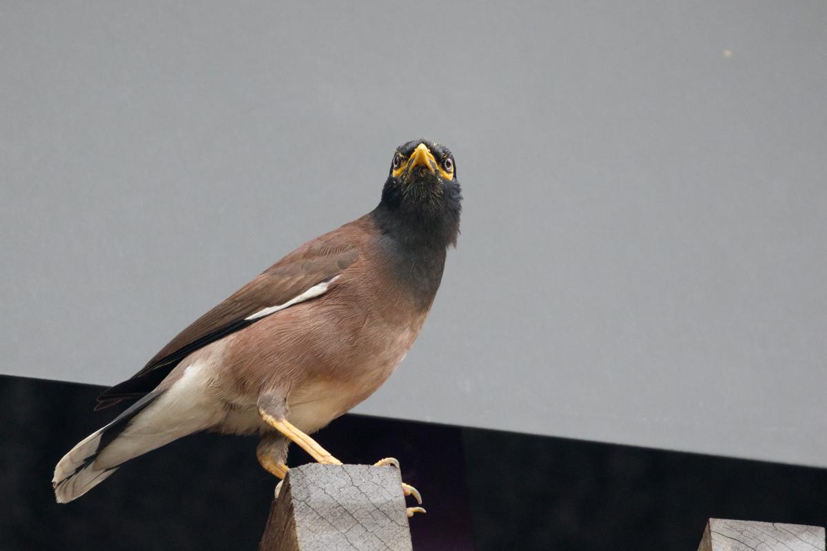 Common Myna (Acridotheres tristis)