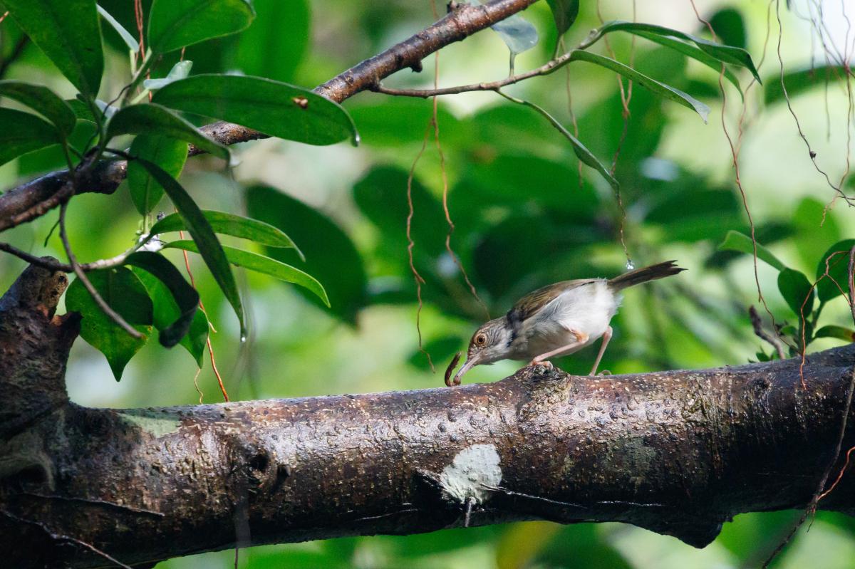 Common tailorbird (Orthotomus sutorius)