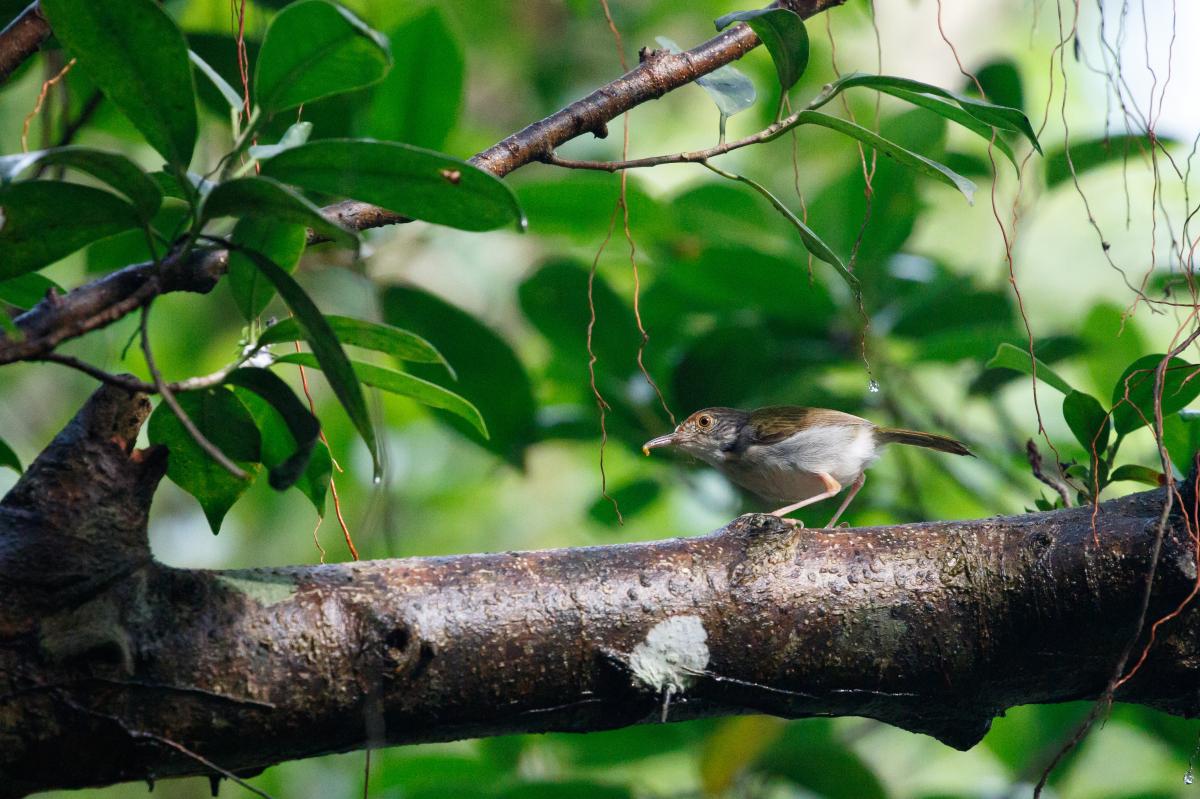 Common tailorbird (Orthotomus sutorius)