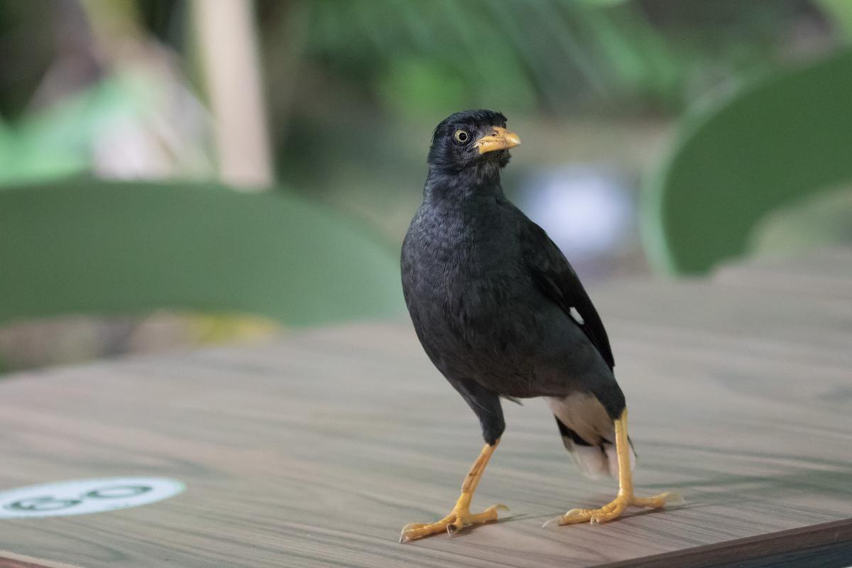 Crested myna (Acridotheres cristatellus)