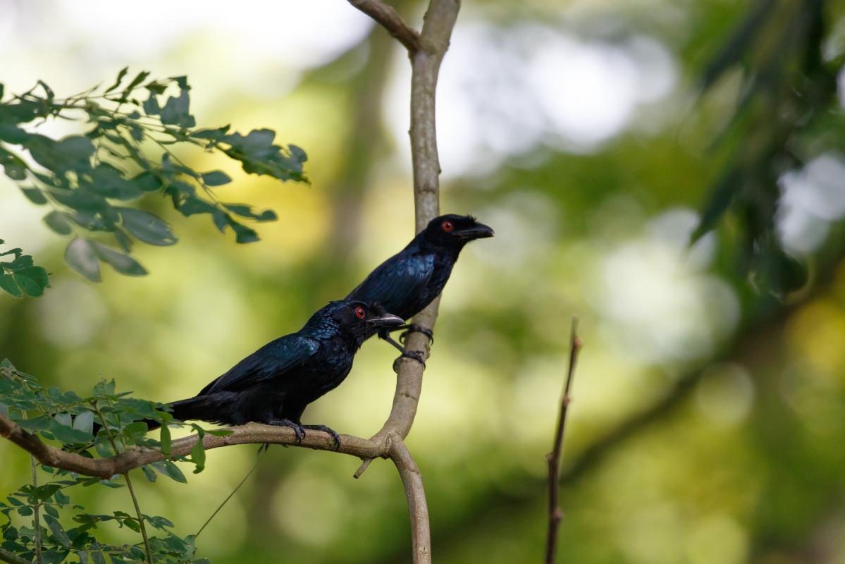 Greater racket-tailed drongo (Dicrurus paradiseus)