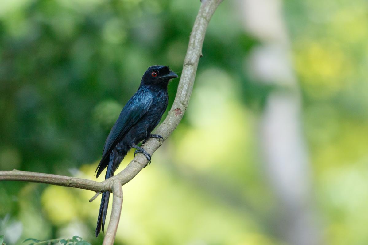 Greater racket-tailed drongo (Dicrurus paradiseus)